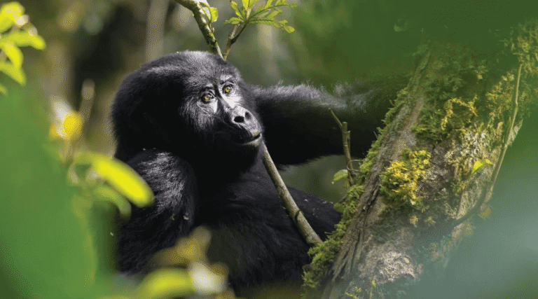 Nshongi Gorilla Group